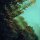 POLYMOON - Caterpillars Of Creation LP
