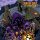 SUN OF GREY - Outerworld (solid purple/transparent orange split+black splatter) LP *MAILORDER EDITION*