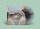 V/A - Wish You Were Here: 50 Years Later (Pink Floyd Tribute) (Terminal Frost Edition) LP