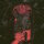 PLASTIC WOODS - Mirrors CD